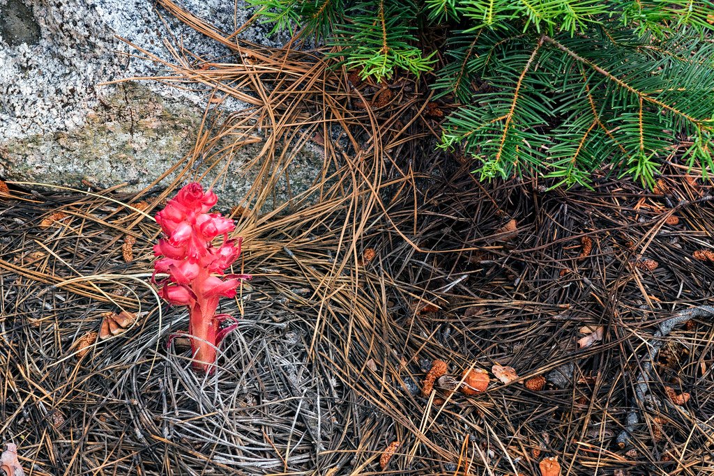 The Underground Internet Plants Built First (image credits: flickr)