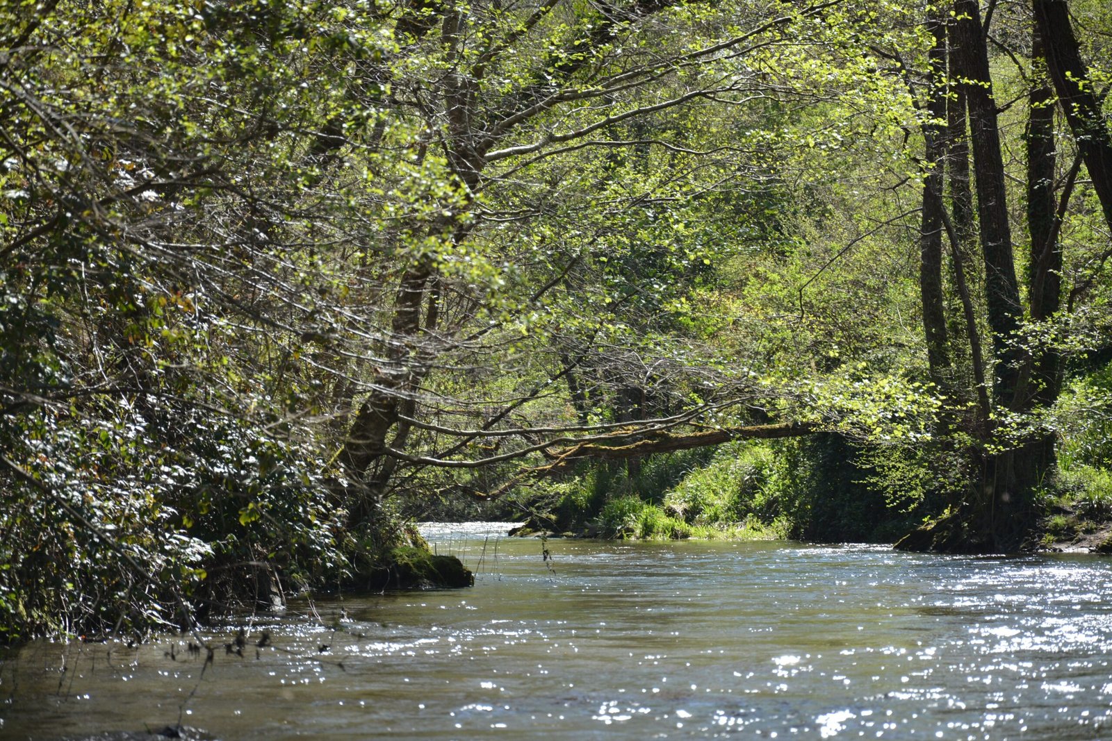 Weather Modification Through Plant Engineering (image credits: wikimedia)
