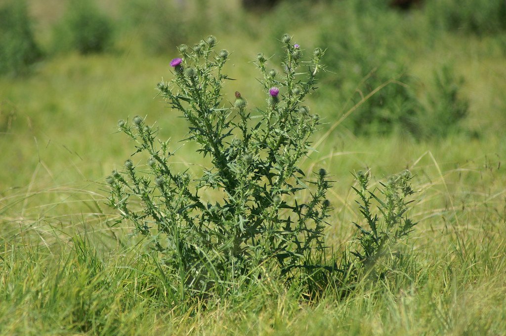 Regenerative Engineers Healing Damaged Landscapes (image credits: flickr)