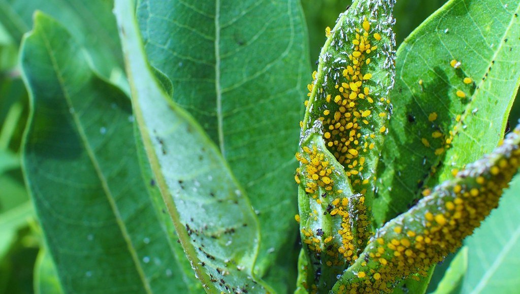 Future Engineers Inspiring Human Innovation (image credits: flickr)