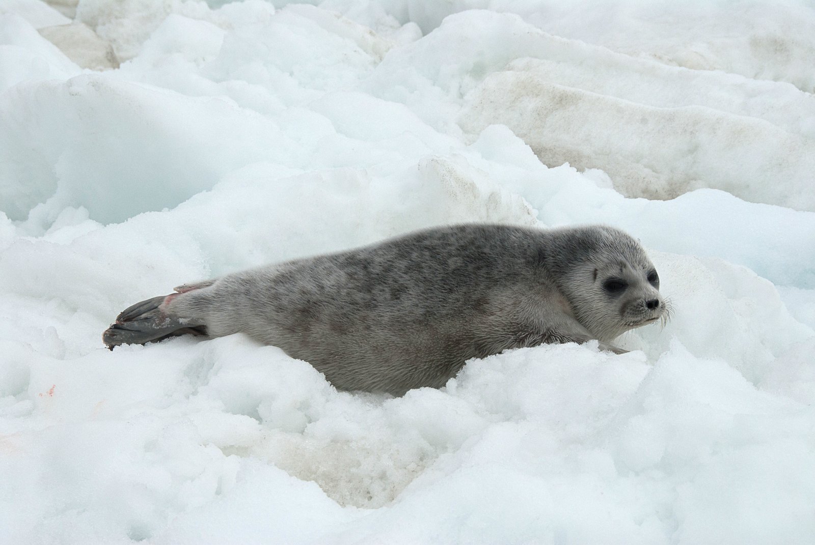 Seals: The Foundation of Arctic Life (image credits: wikimedia)