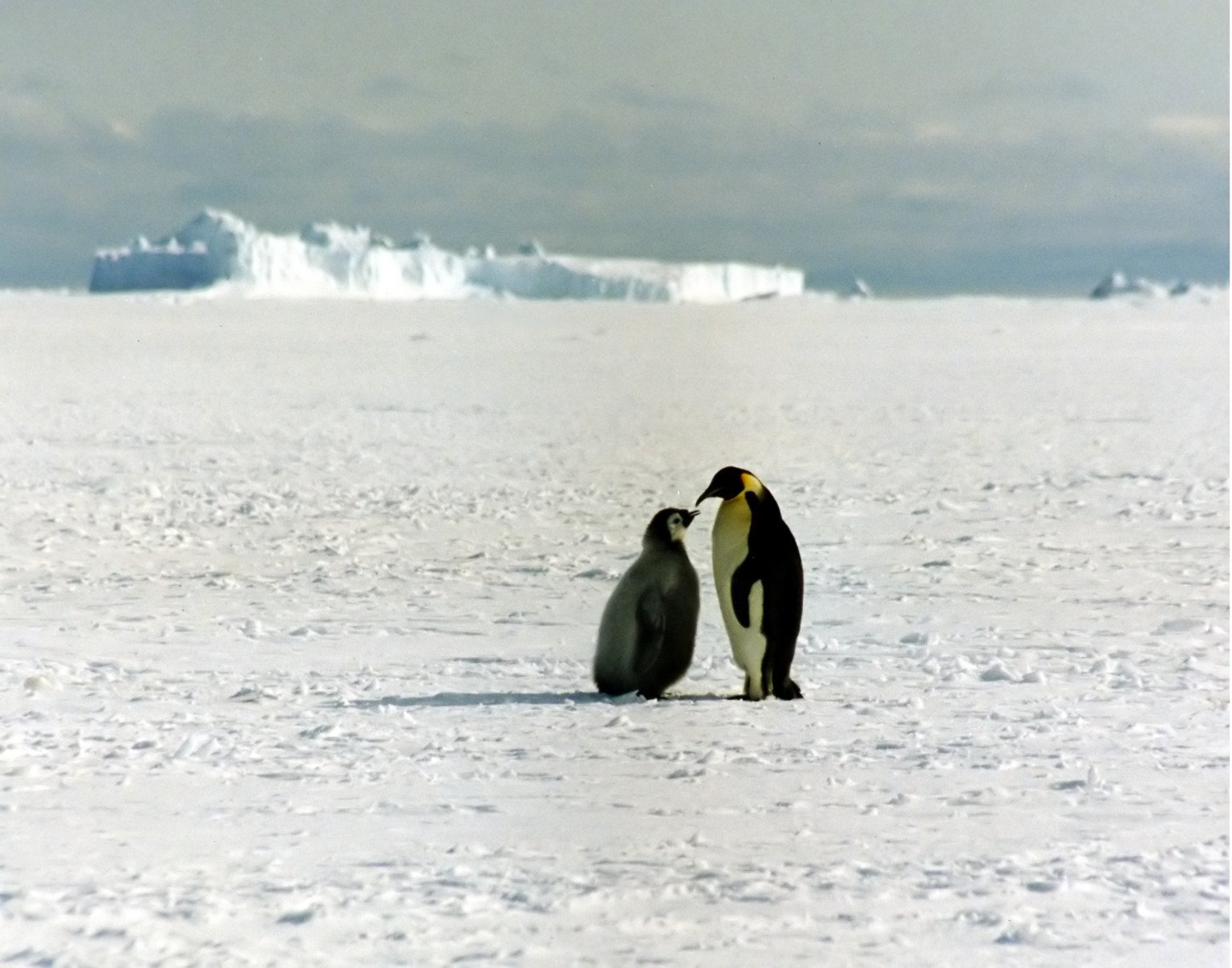 Penguin Paradox in a Warming World (image credits: wikimedia)