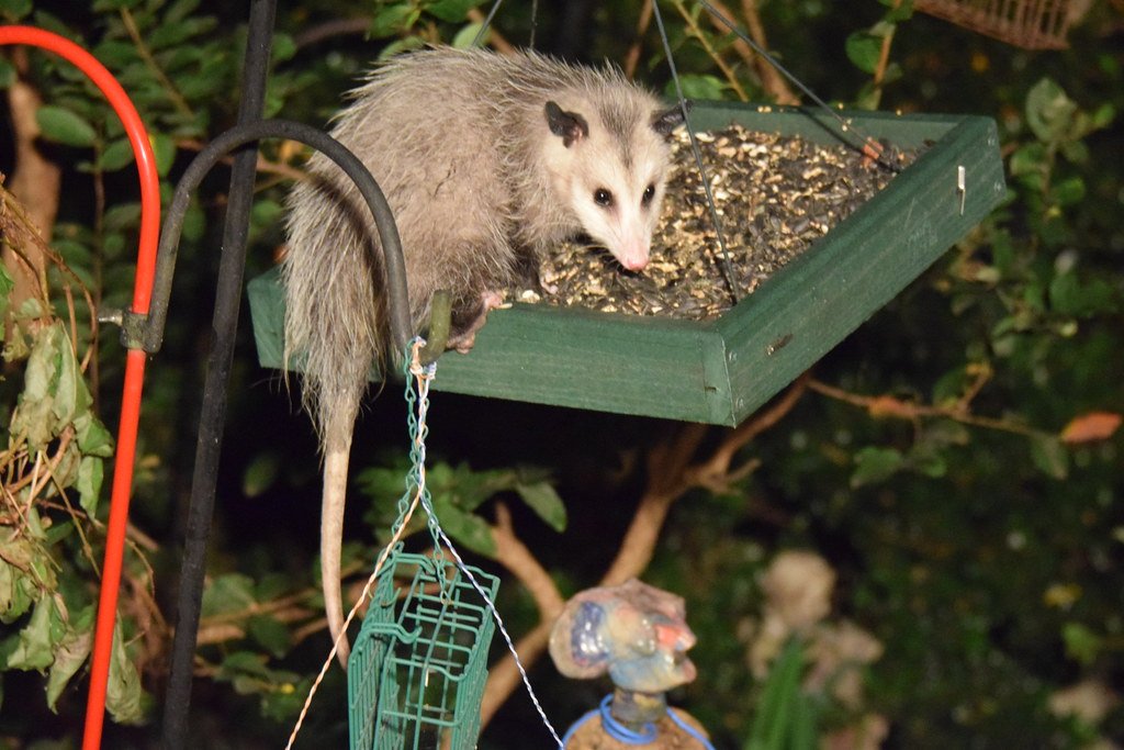 Comparative Immunity Across Species (image credits: flickr)