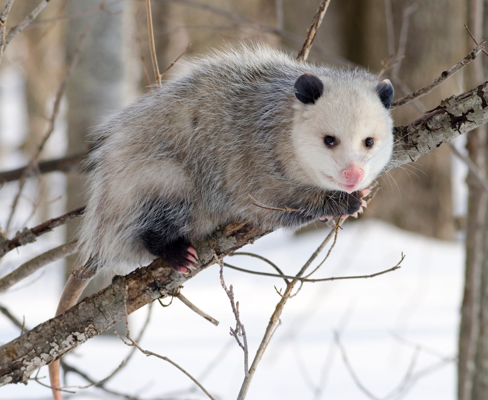 No Rabies, No Problem: The Immune Superpower of Opossums