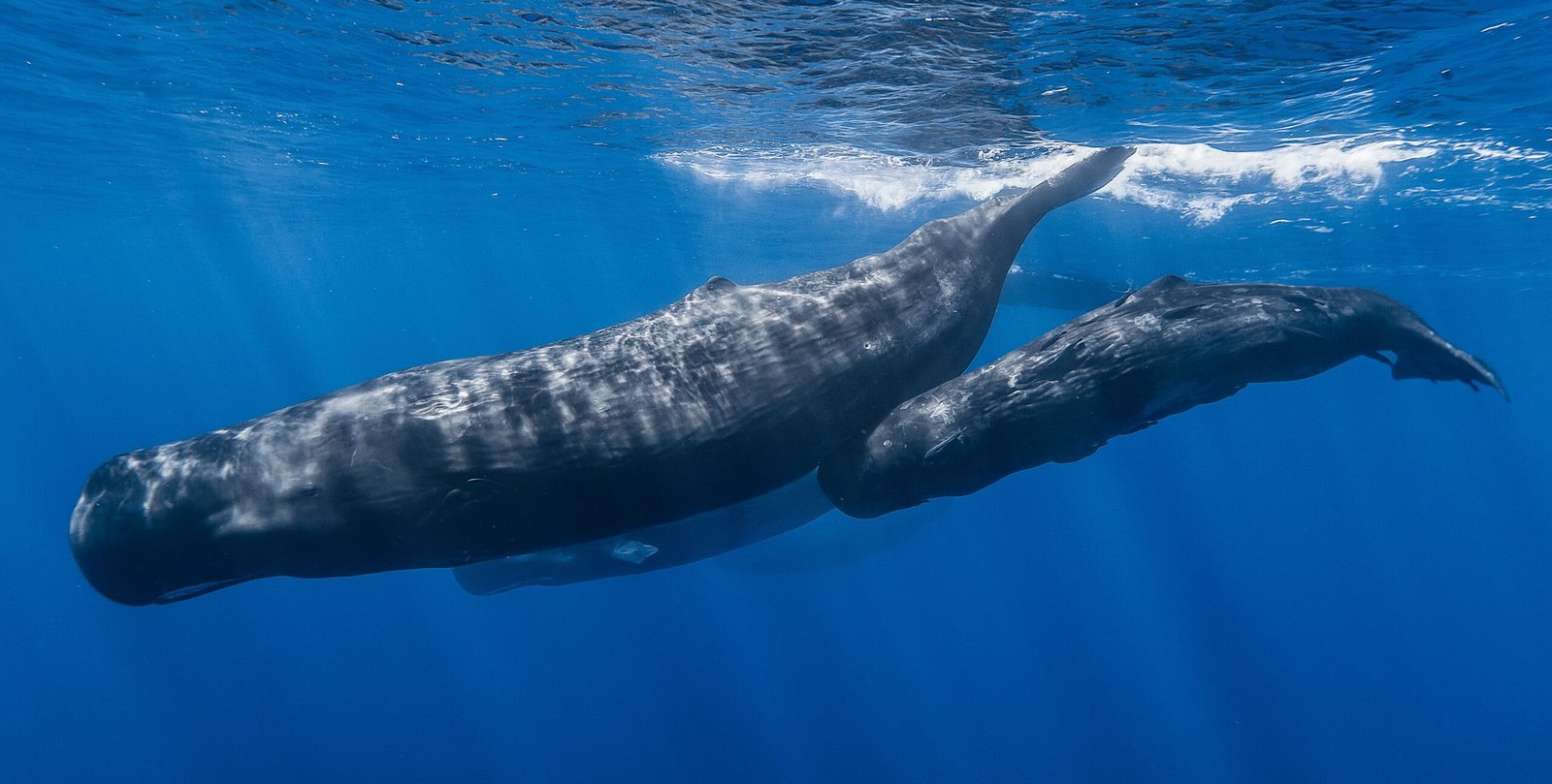 Why Whale Migrations Are Getting Longer, Stranger, and More Dangerous
