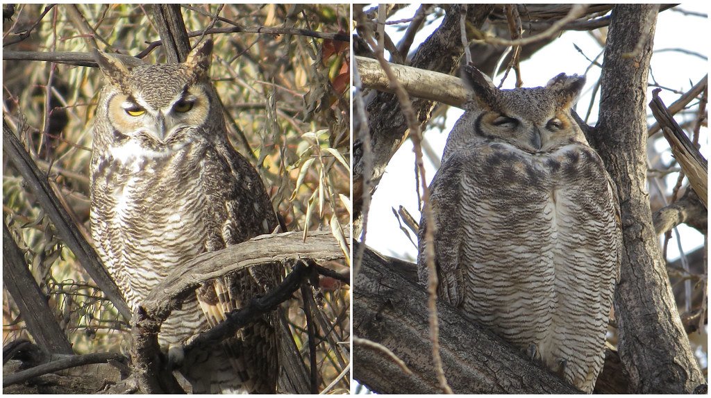 Why Owls Need This Superpower (image credits: flickr)