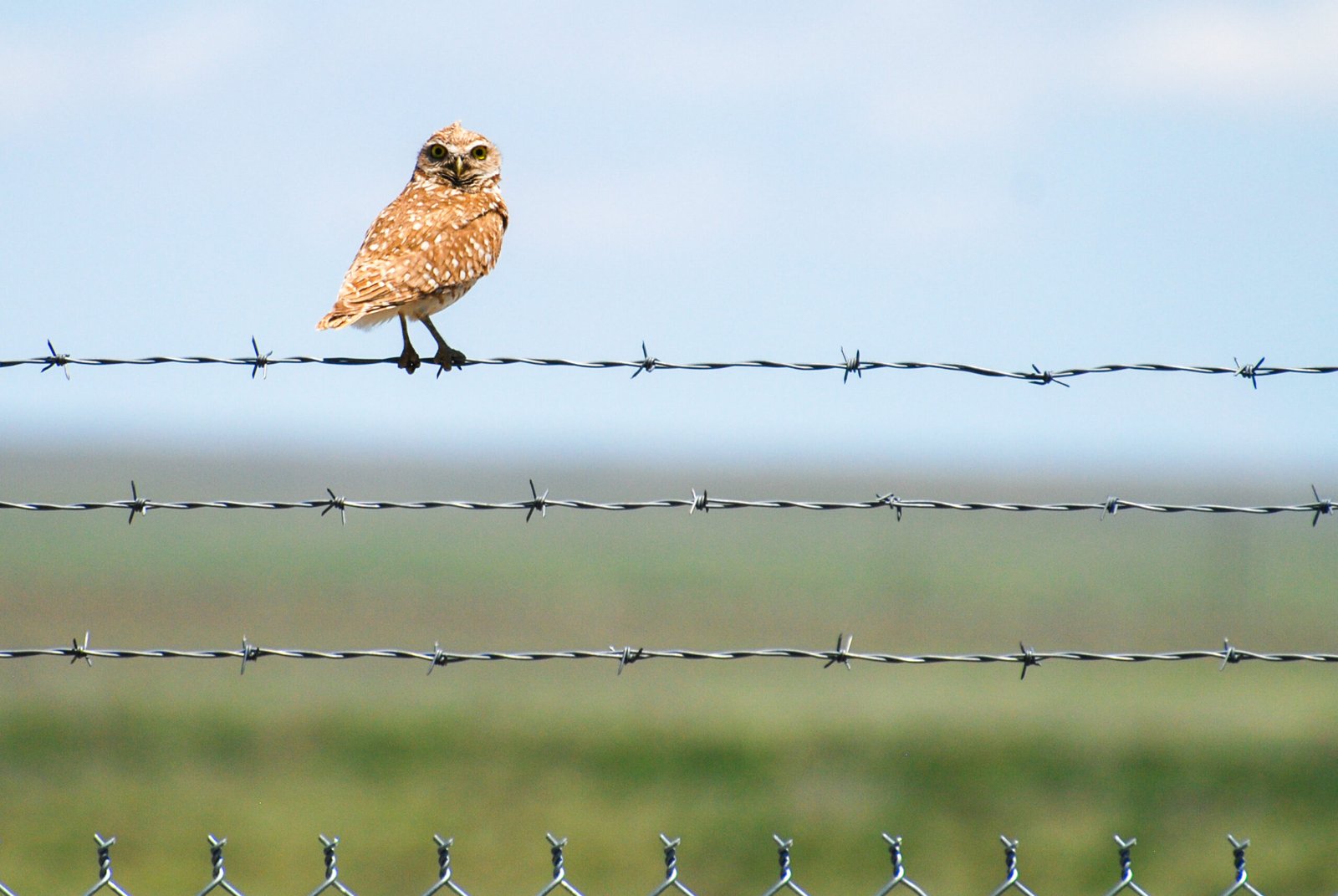 The Blood Supply Mystery Solved (image credits: Mexican Spotted Owl, CC BY 2.0, https://commons.wikimedia.org/w/index.php?curid=80261634)