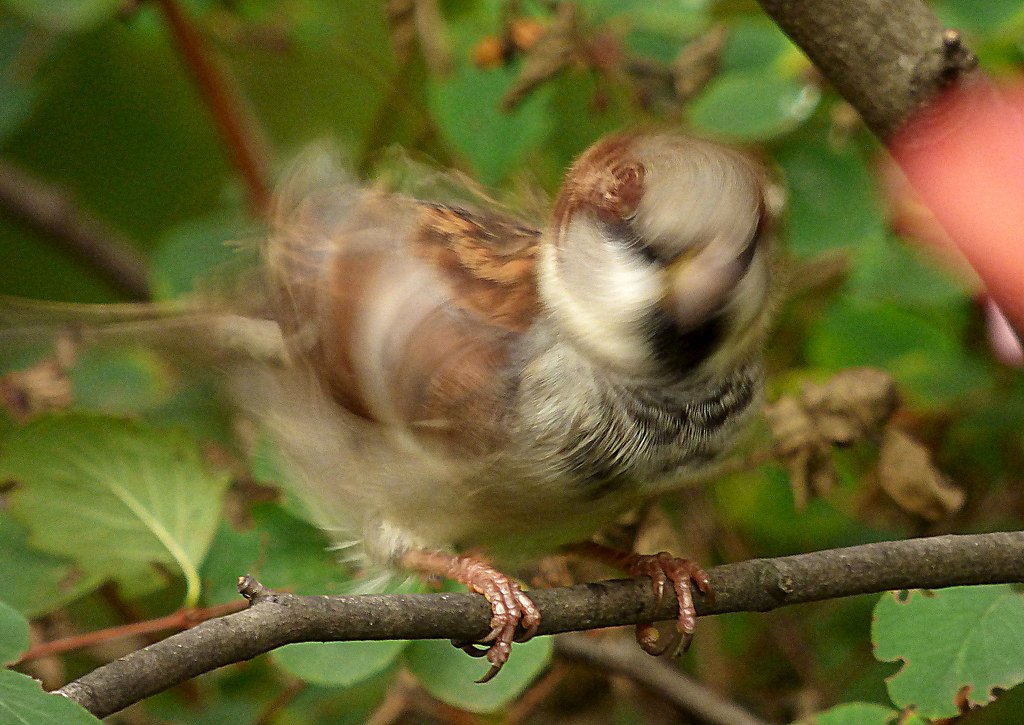 Comparing Owl Flexibility to Other Animals (image credits: flickr)
