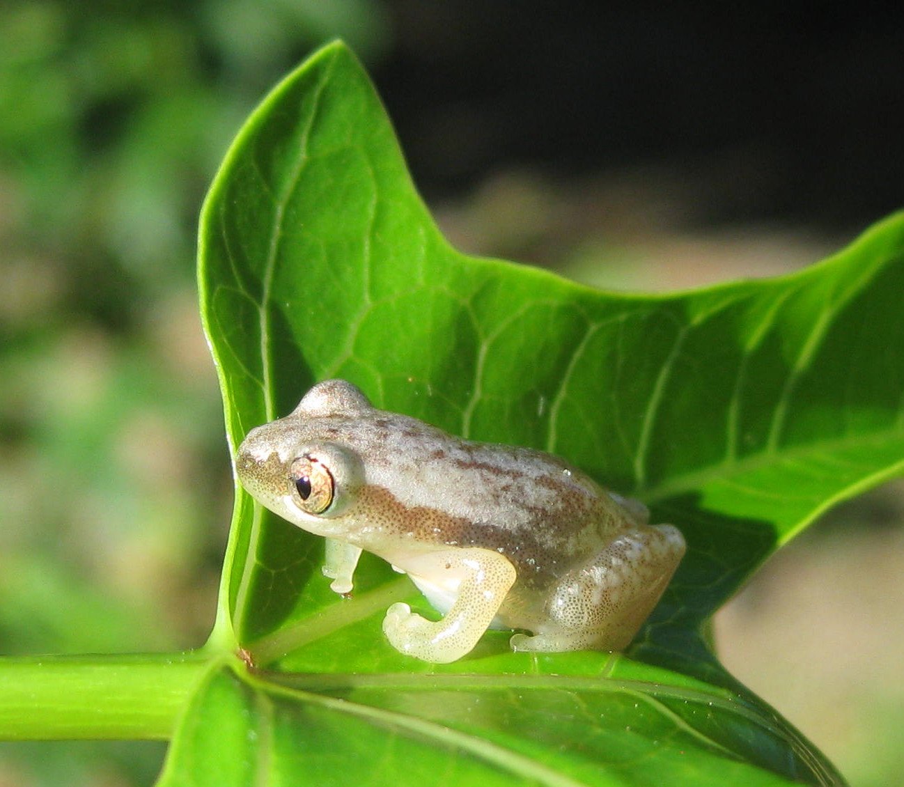 The Glass Frog's Transparent Magic (image credits: wikimedia)