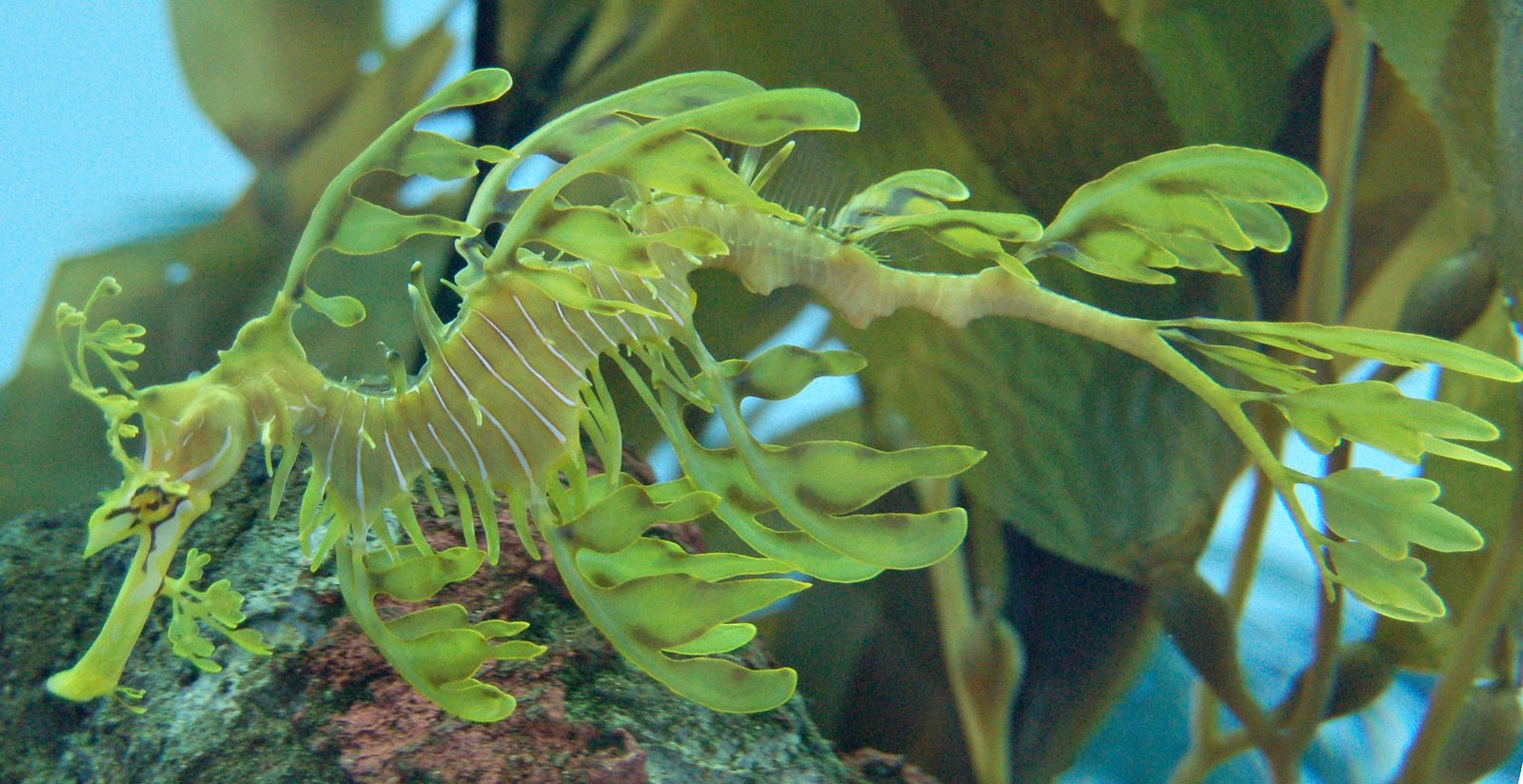 The Leafy Sea Dragon's Botanical Disguise (image credits: wikimedia)