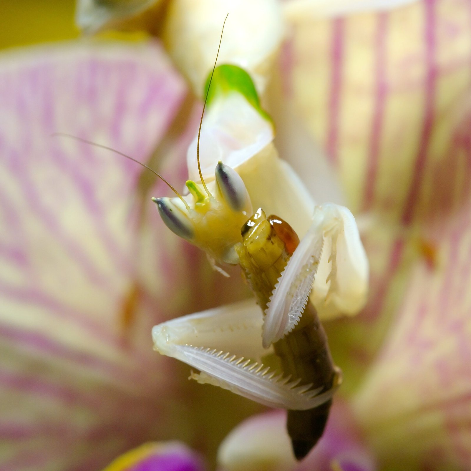 The Orchid Mantis: Nature's Perfect Mimic (image credits: wikimedia)