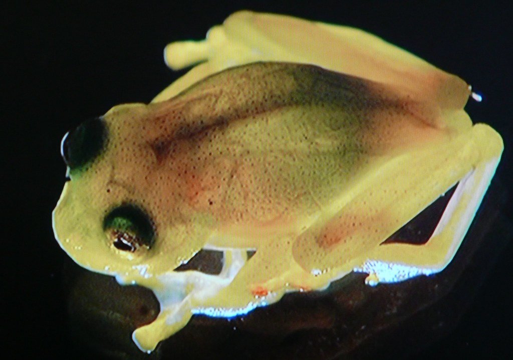 Mythological Connections to Real Creatures (image credits: flickr)