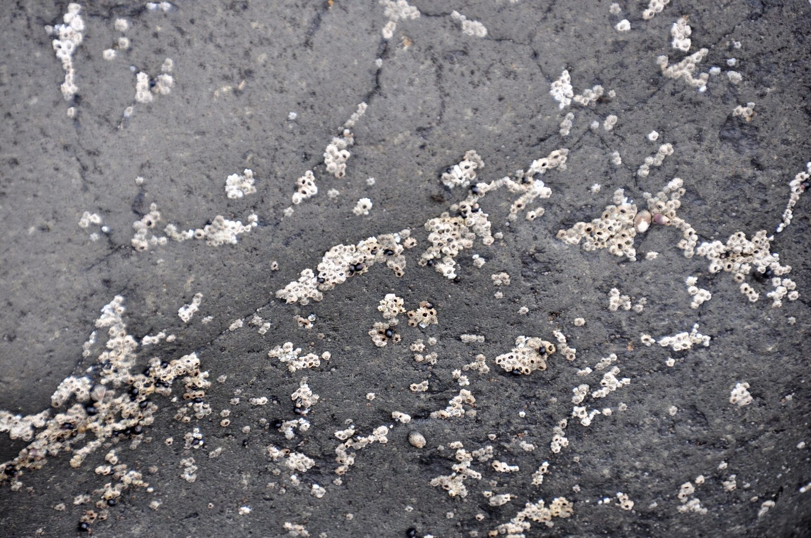 The Siberian Traps: When Earth Became a Volcano (image credits: wikimedia)