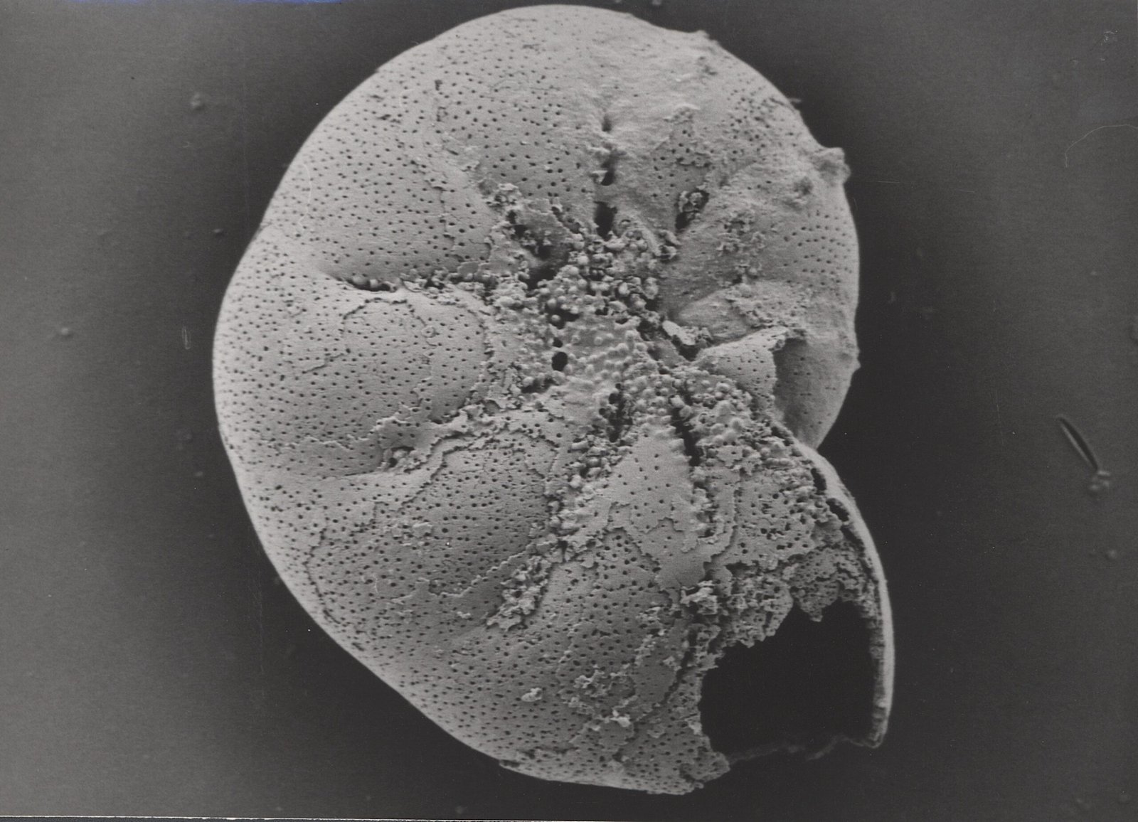 Microscopic Witnesses (image credits: wikimedia)