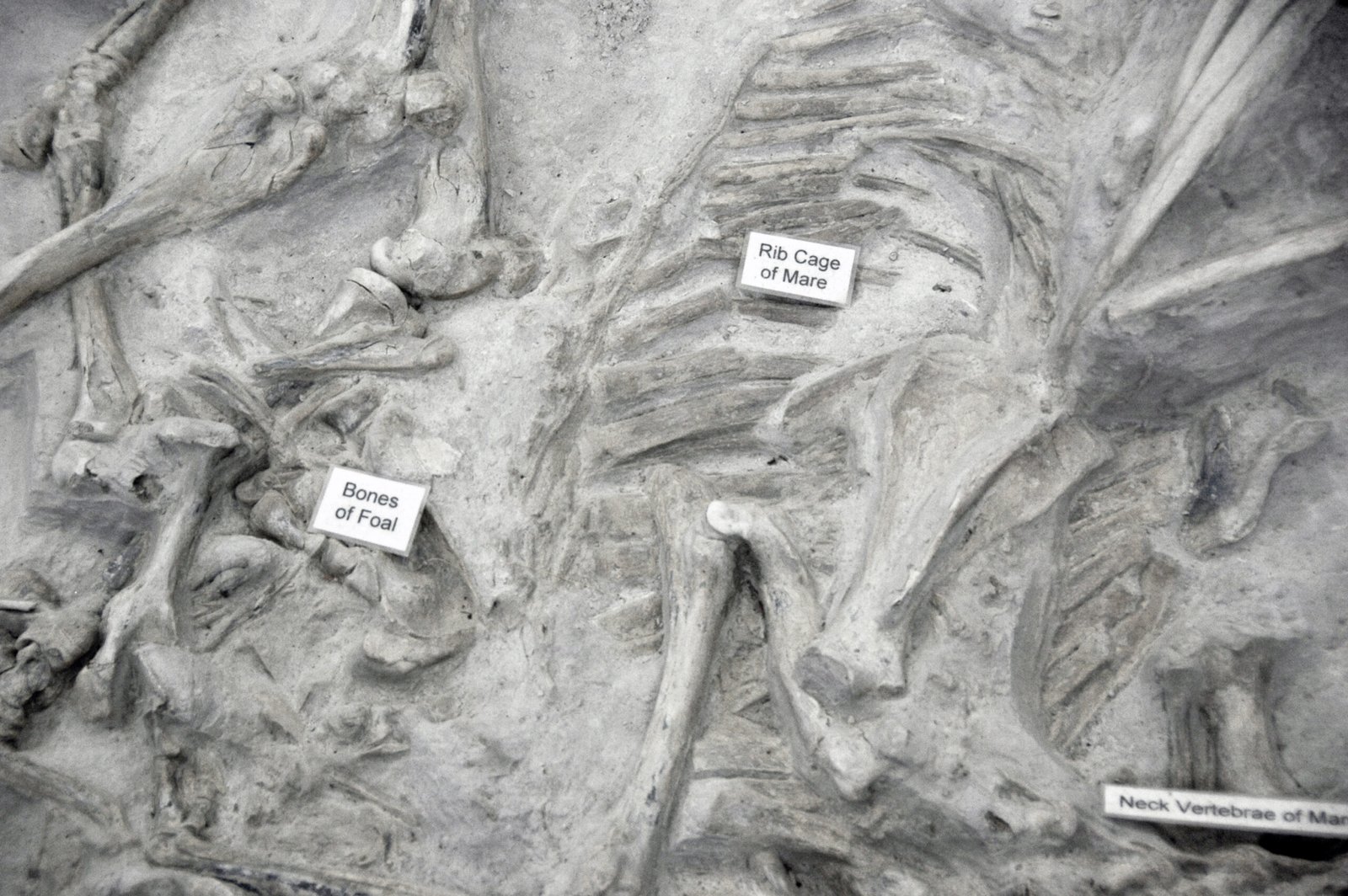 Hope from the Ashes (image credits: wikimedia)