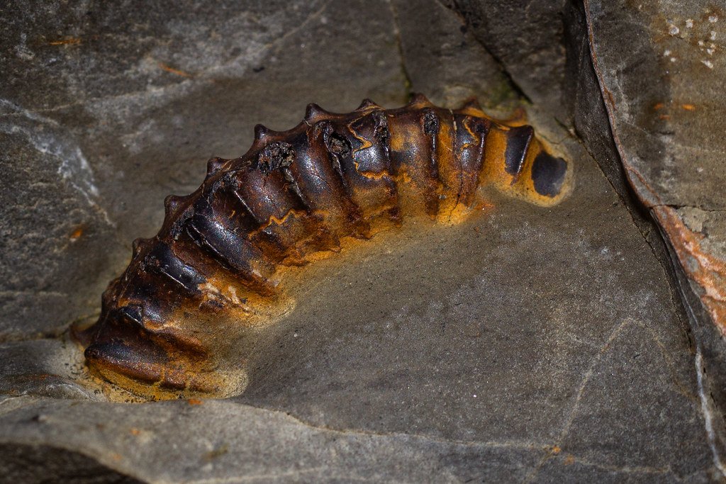 Impact on Early Paleontology (image credits: flickr)