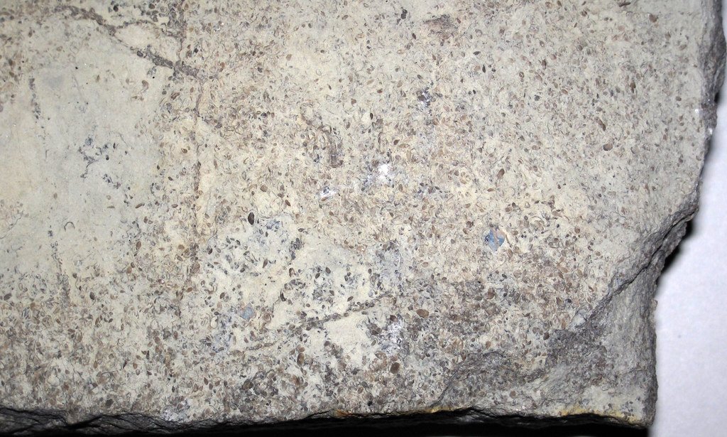 Similar Cases of Mistaken Fossil Identity (image credits: flickr)