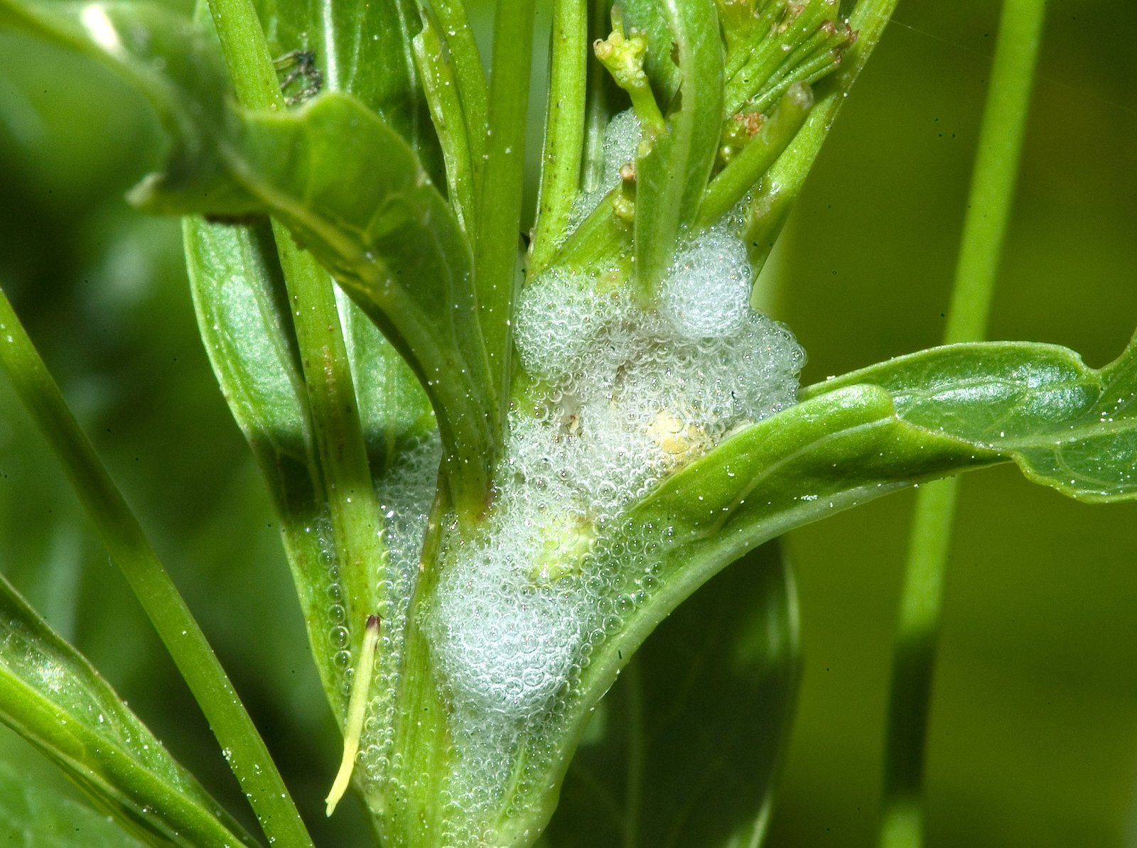 Spittlebugs Build Foam Forts — and Scientists Still Don’t Know How They Stay So Cool