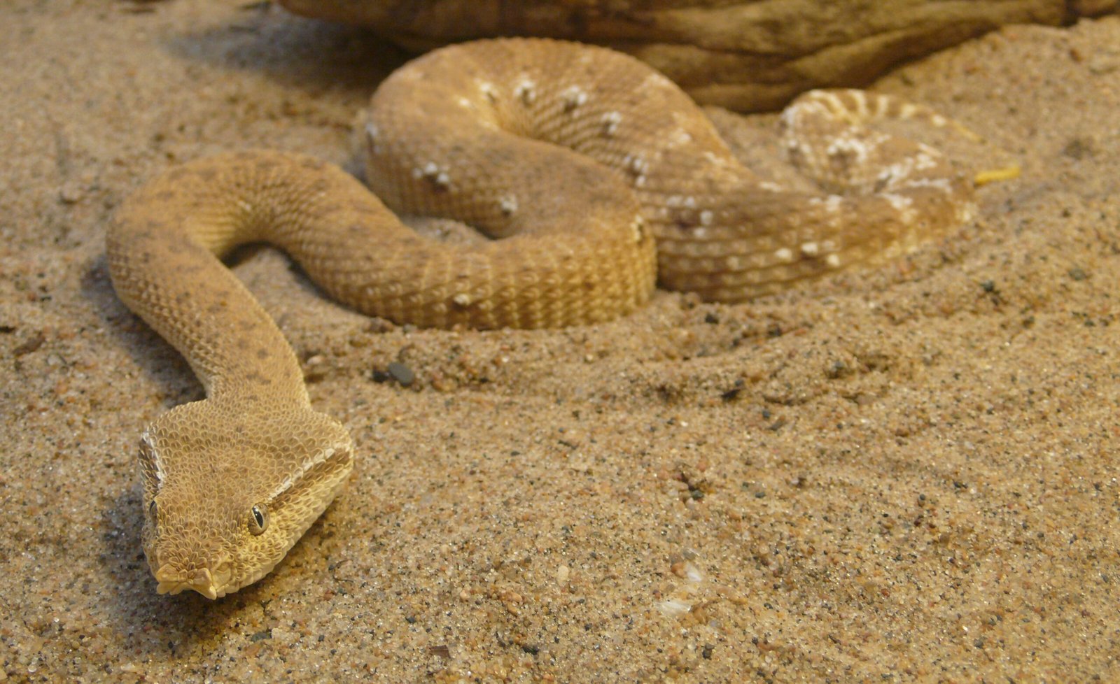 Sexual Dimorphism in Leaf Mimicry (image credits: wikimedia)