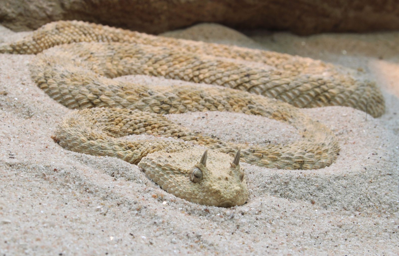 The Role of Humidity in Perfect Camouflage (image credits: wikimedia)