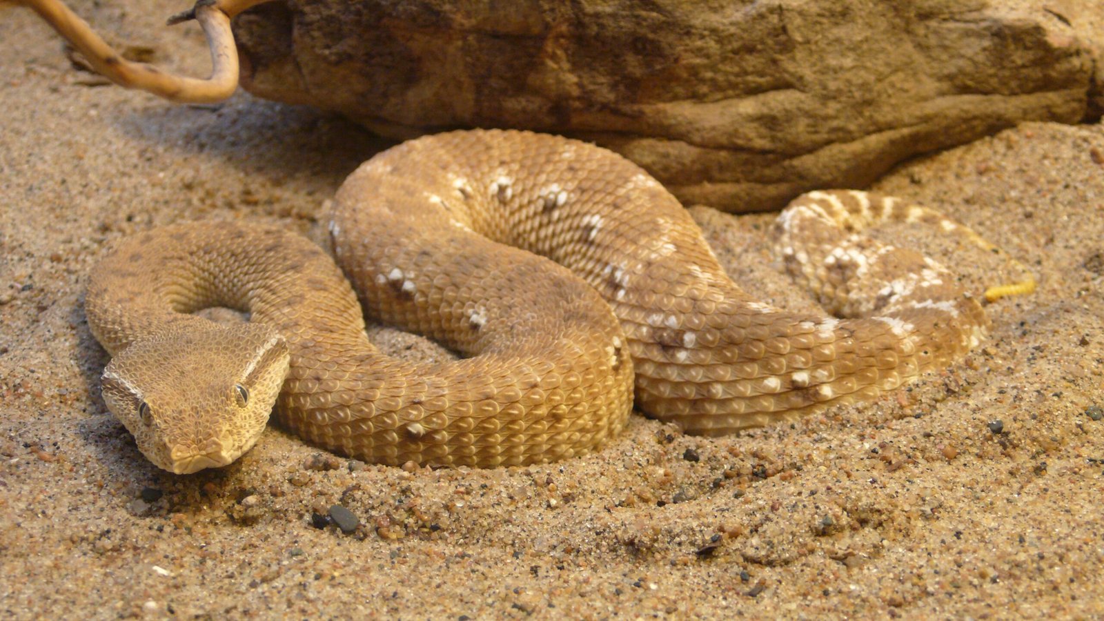 Predator Avoidance Through Botanical Deception (image credits: By TimVickers, Public domain, https://commons.wikimedia.org/w/index.php?curid=5577805)