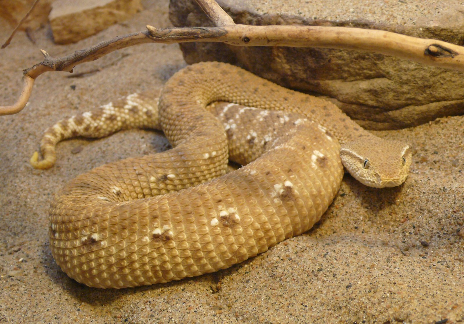 Seasonal Adaptations and Color Changes (image credits: By TimVickers, Public domain, https://commons.wikimedia.org/w/index.php?curid=5697152)