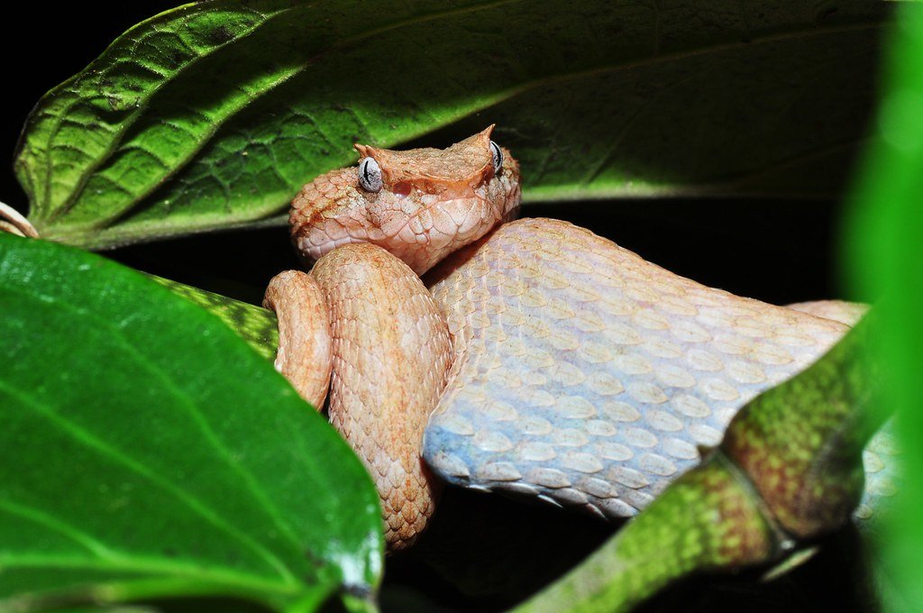 The Evolutionary Timeline of Leaf Mimicry (image credits: flickr)