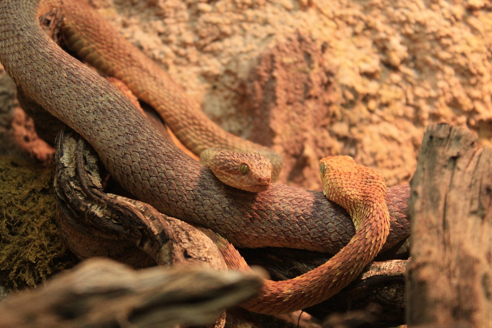 Threats to the Masters of Disguise (image credits: By Stéphane Magnenat, CC BY-SA 3.0, https://commons.wikimedia.org/w/index.php?curid=8831423)