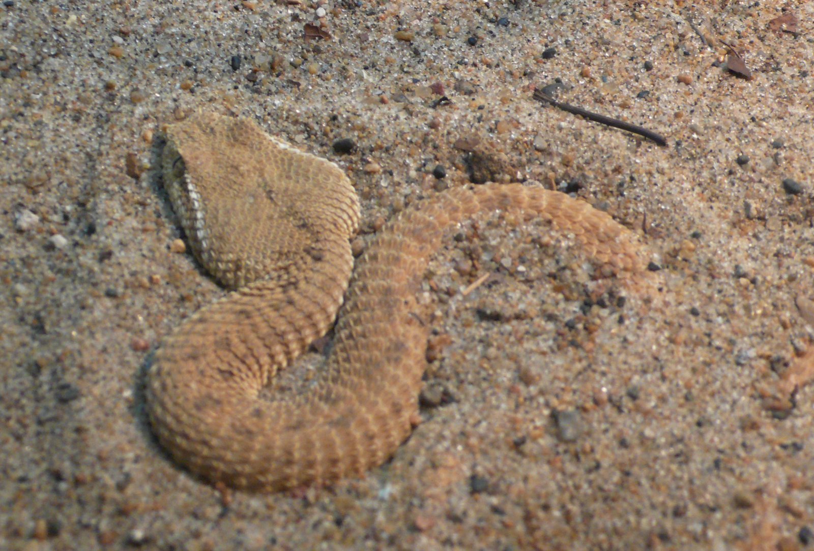 Chemical Camouflage: The Hidden Layer (image credits: By TimVickers, Public domain, https://commons.wikimedia.org/w/index.php?curid=3569215)