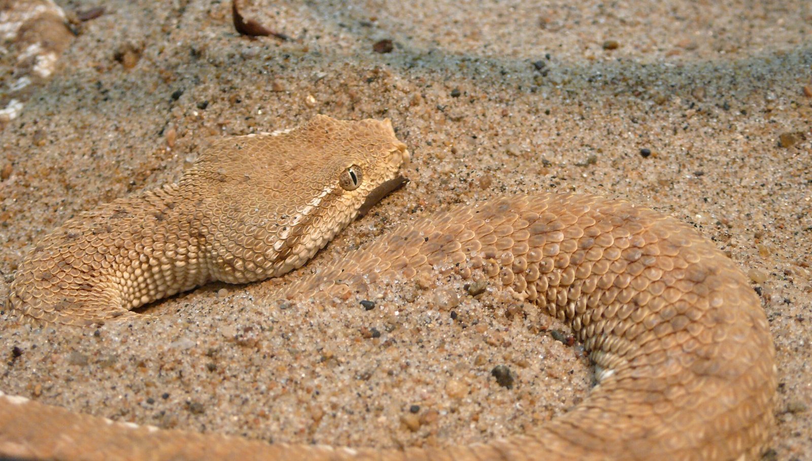This Snake Mimics Dead Leaves — and Even the Wind