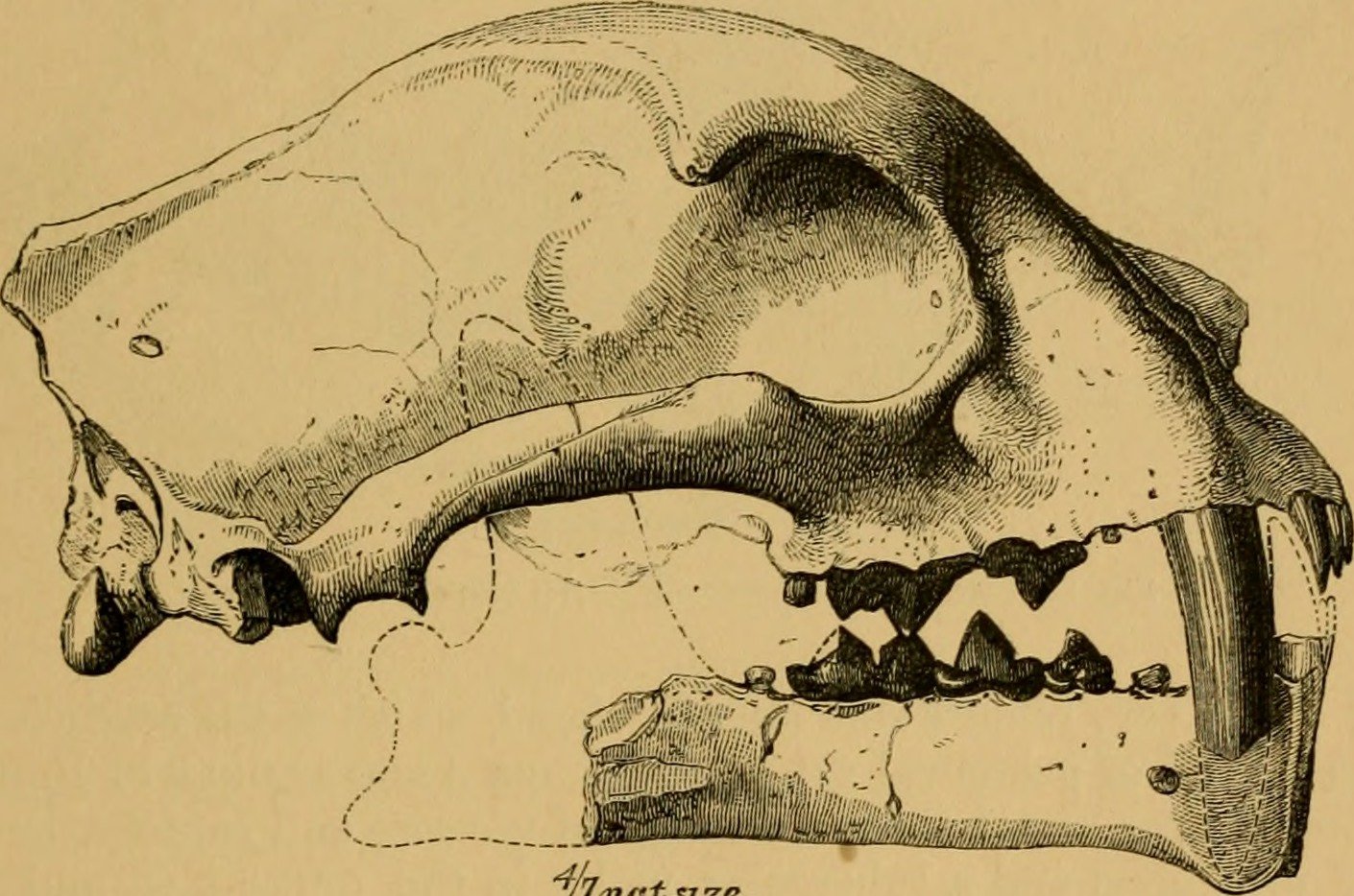 Greek Monsters Born from Ancient Skulls (image credits: wikimedia)