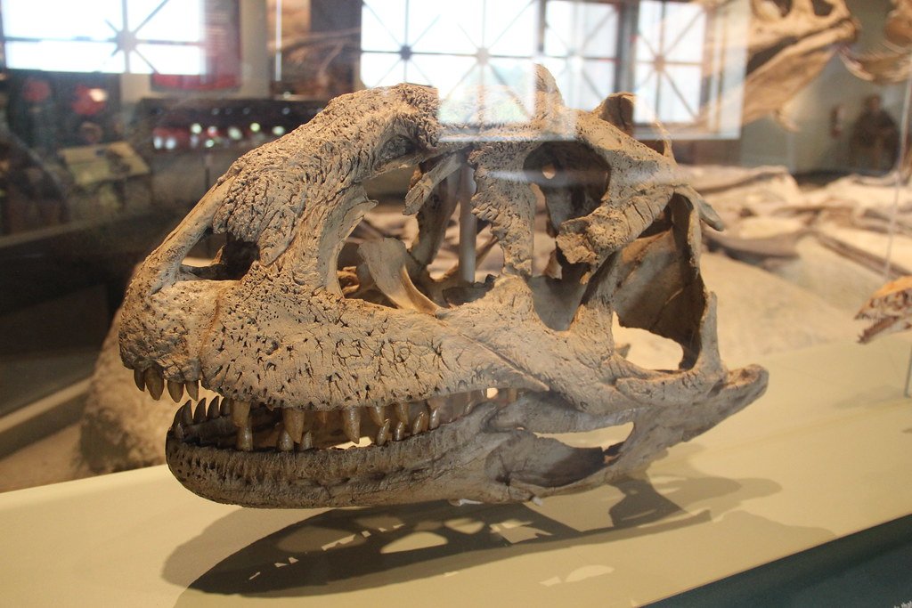 The Psychology of Fossil Interpretation (image credits: flickr)