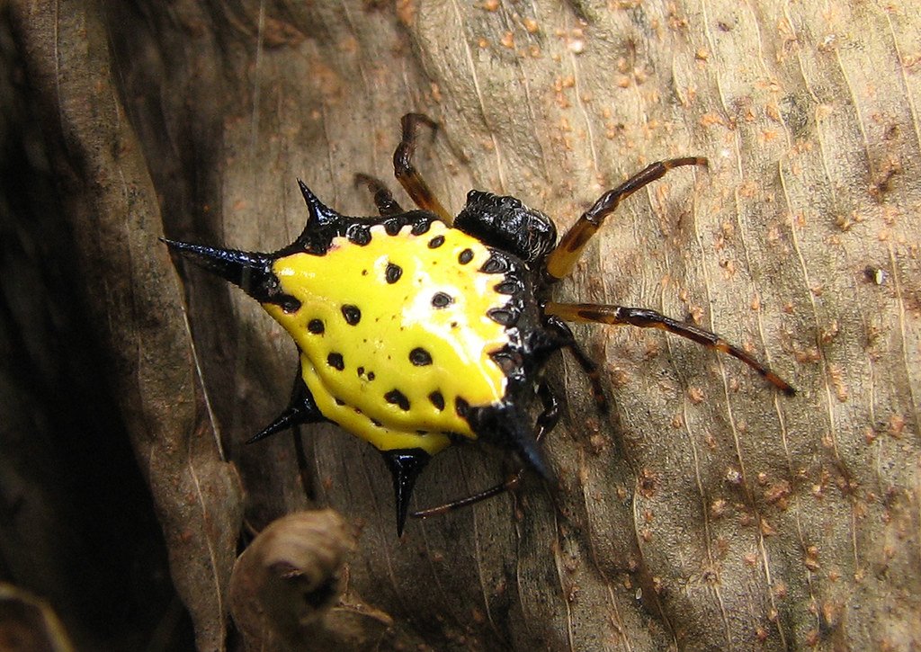 Spintharus davidbowiei: The Ziggy Stardust Spider (image credits: flickr)