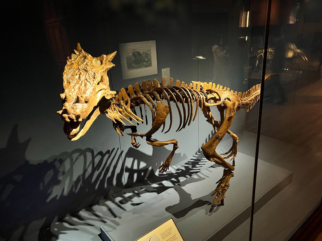 Dracorex hogwartsia: The Dragon King of Hogwarts (image credits: flickr)