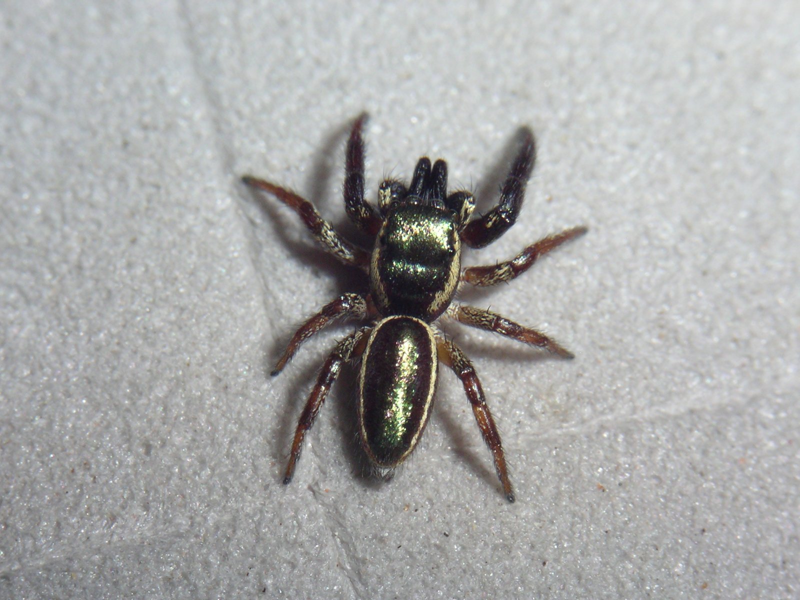 Bagheera kiplingi: The Vegetarian Spider with Literary Roots (image credits: By Wayne Maddison, CC BY 3.0, https://commons.wikimedia.org/w/index.php?curid=94552004)