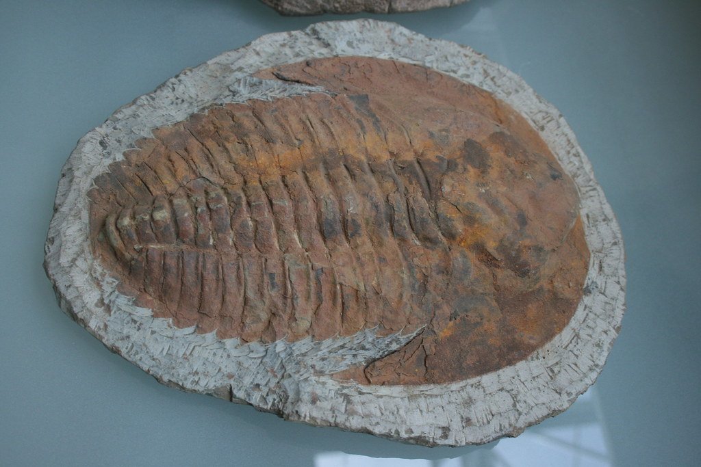 Avalanchurus lennoni: A Trilobite Tribute to a Beatle (image credits: flickr)
