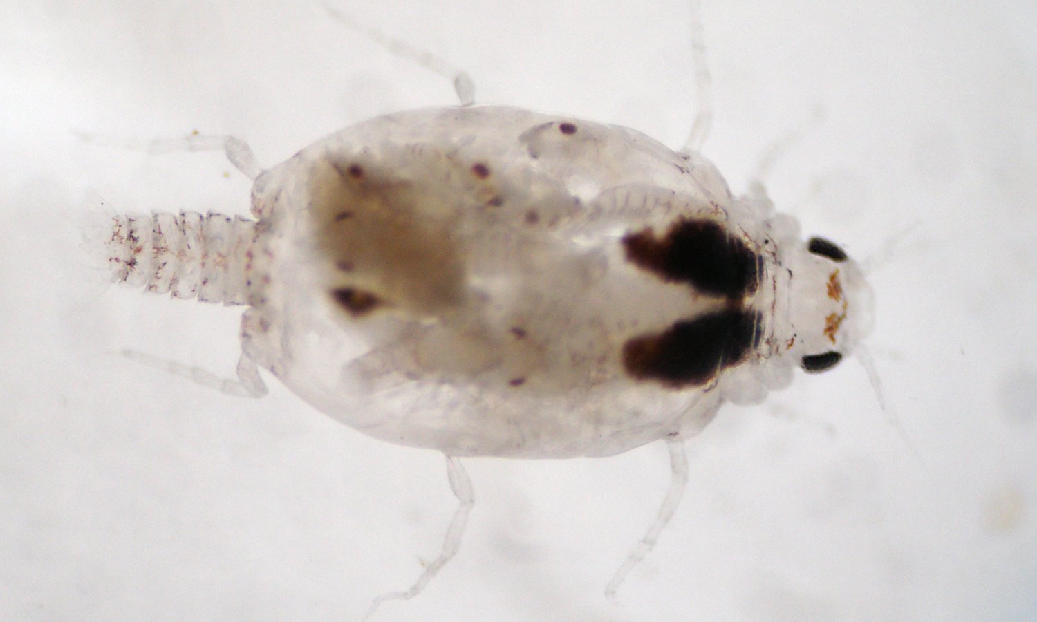 Gnathia marleyi: The Bob Marley Parasite (image credits: Ann Marie Coile 2011, CC BY-SA 3.0, https://commons.wikimedia.org/w/index.php?curid=20305844)