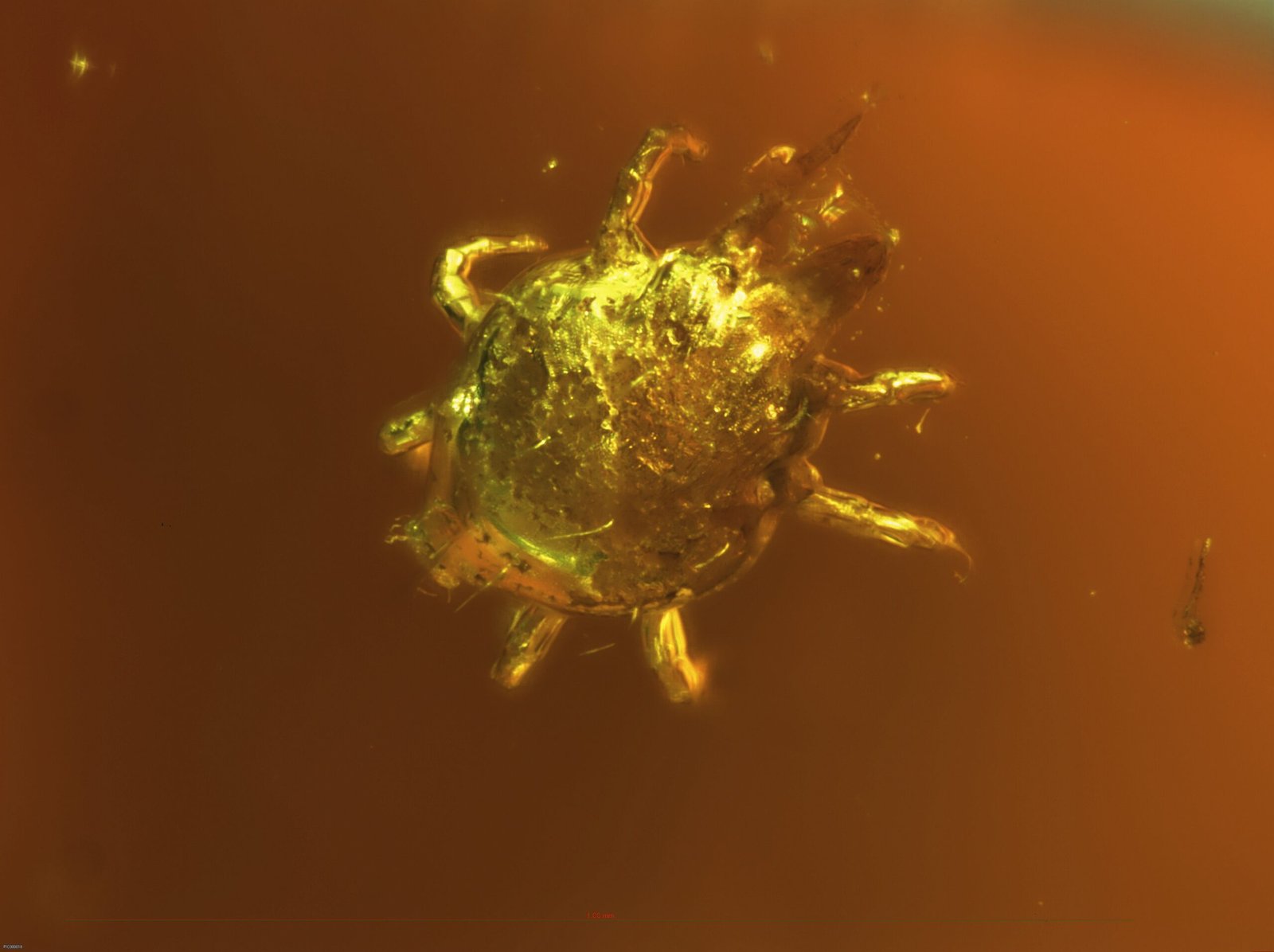 Derthrum harryhauseni: The Stop-Motion Master's Mite (image credits: By Hl1948, CC BY-SA 4.0, https://commons.wikimedia.org/w/index.php?curid=59311313)