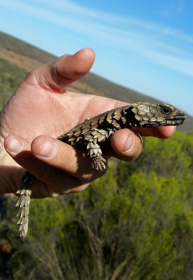 The Living Armor of Ancient Dragons (image credits: By Handré Basson, CC BY-SA 3.0, https://commons.wikimedia.org/w/index.php?curid=40957076)