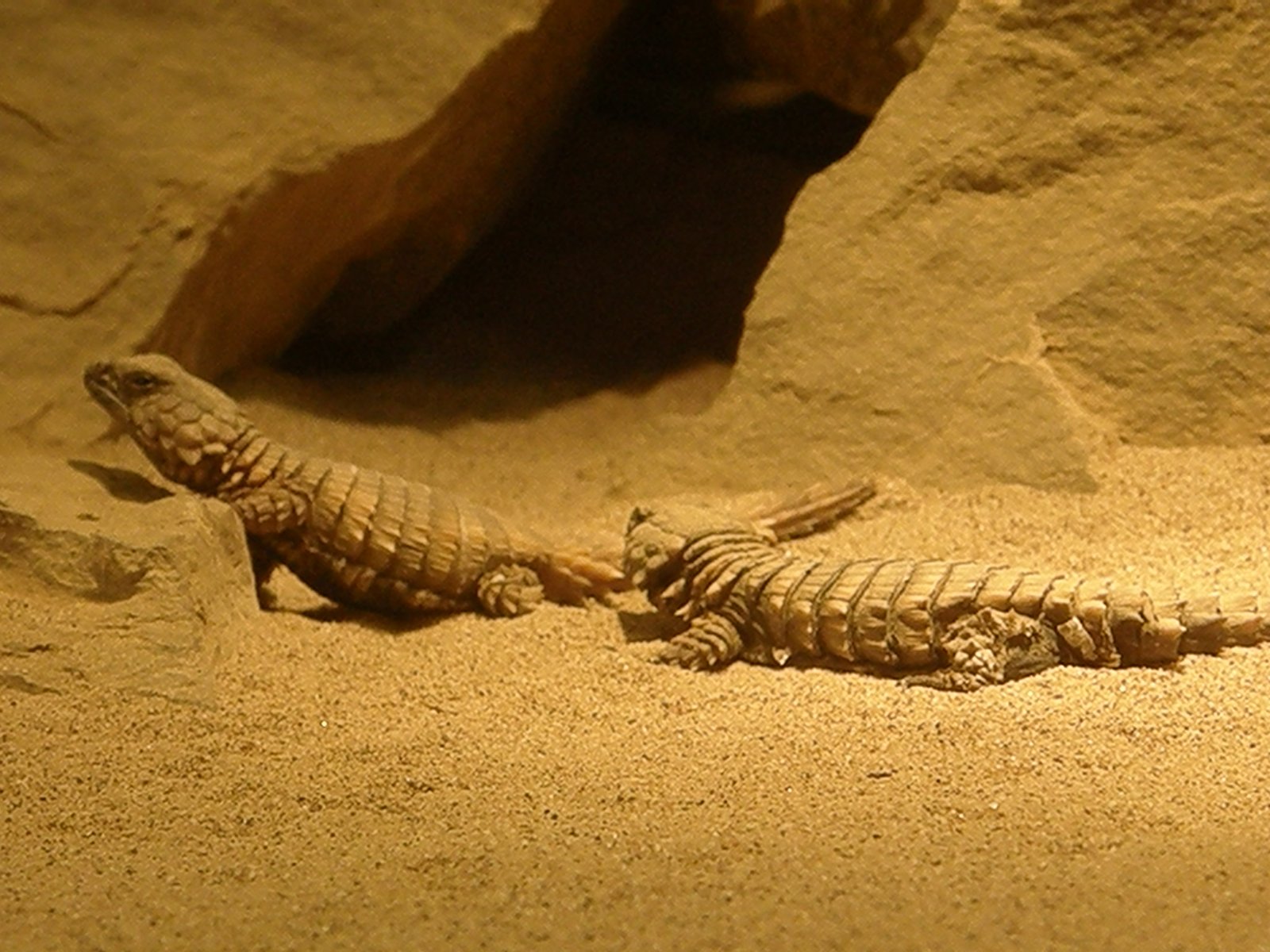 Social Behavior That Defies Reptilian Stereotypes (image credits: originally posted to Flickr as Armadillo girdle-tailed lizard, CC BY 2.0, https://commons.wikimedia.org/w/index.php?curid=3773481)