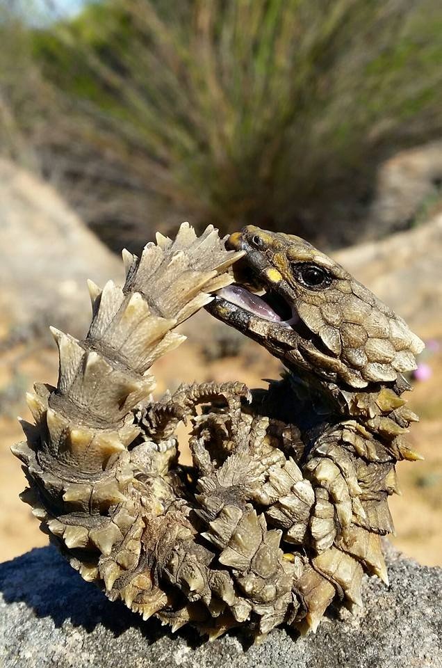 The Mating Rituals of Armored Romance (image credits: By Handré Basson, CC BY-SA 3.0, https://commons.wikimedia.org/w/index.php?curid=40957030)