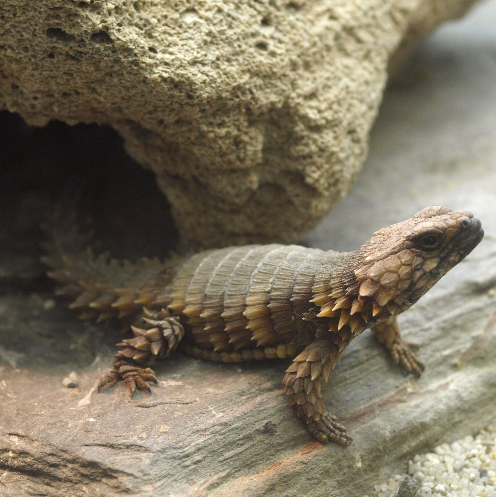 Conservation Status and Threats (image credits: wikimedia)