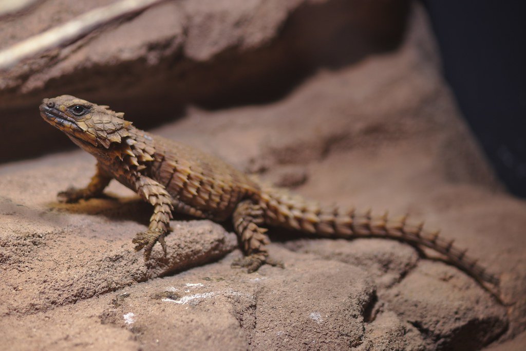 Juvenile Development and Learning (image credits: flickr)