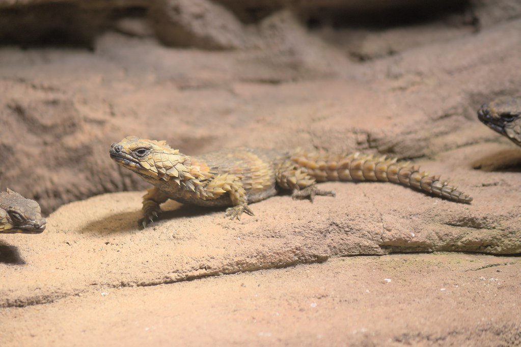 Future Conservation Challenges (image credits: flickr)