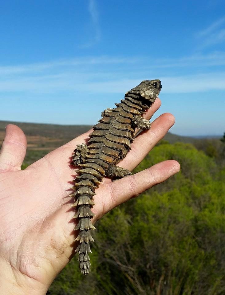 The Armored Lizard That Rolls Into a Ball When Threatened