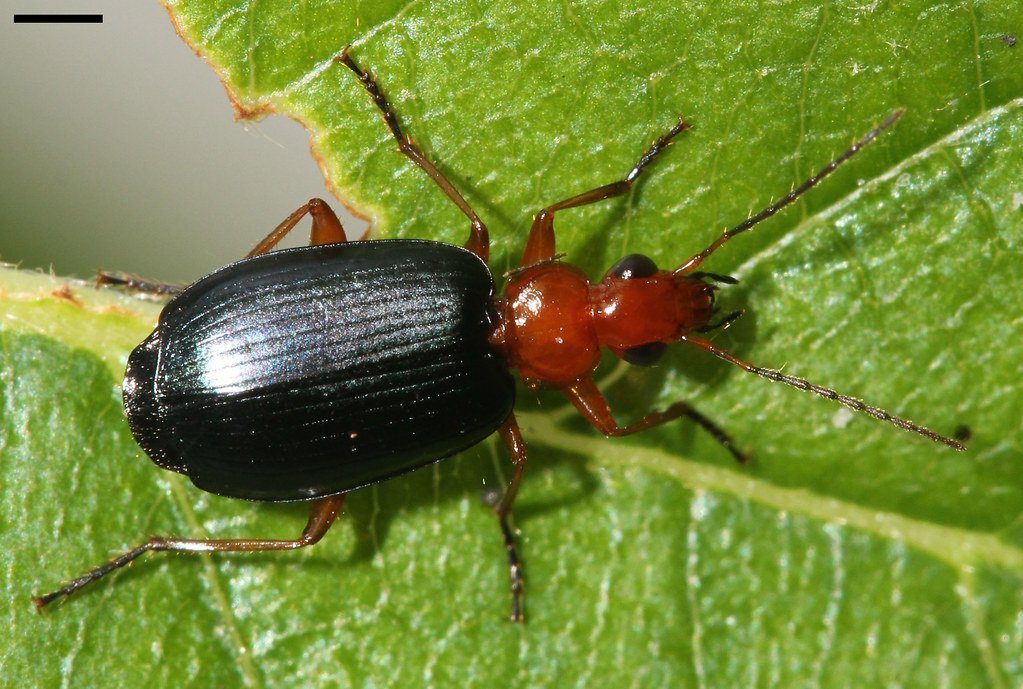 The Bombardier Beetle's Explosive Identity (image credits: flickr)