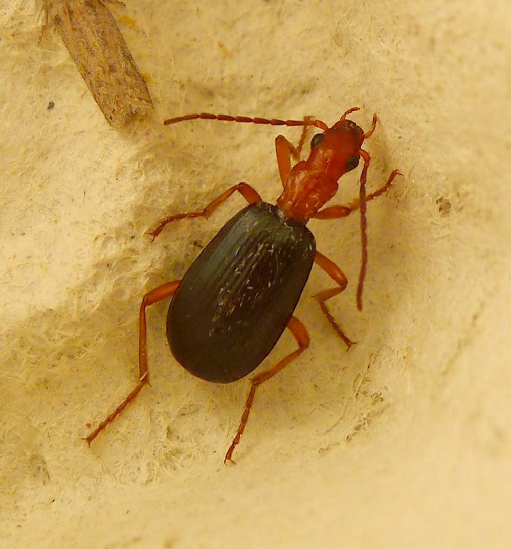 Hunting and Feeding Behavior (image credits: Bombadier Beetle. Brachinus species. ( B. crepitans?), CC BY 2.0, https://commons.wikimedia.org/w/index.php?curid=49861373)