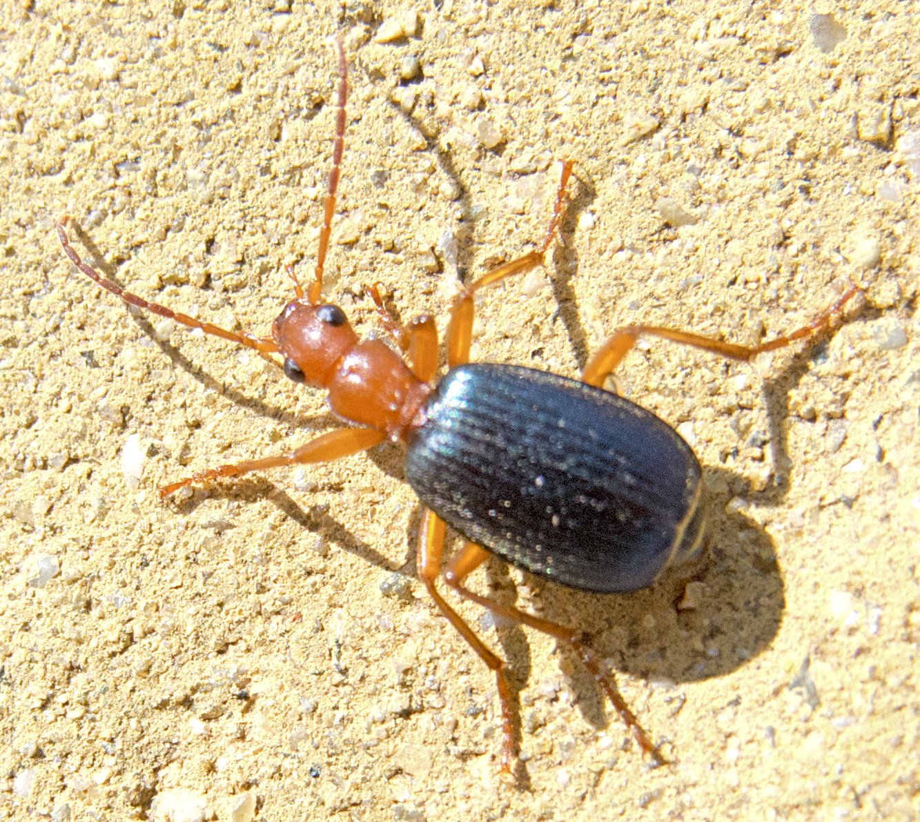 Reproduction and Life Cycle (image credits: Бомбардир трескучий / Brachinus crepitans / Große Bombardierkäfer, CC BY-SA 2.0, https://commons.wikimedia.org/w/index.php?curid=63799867)
