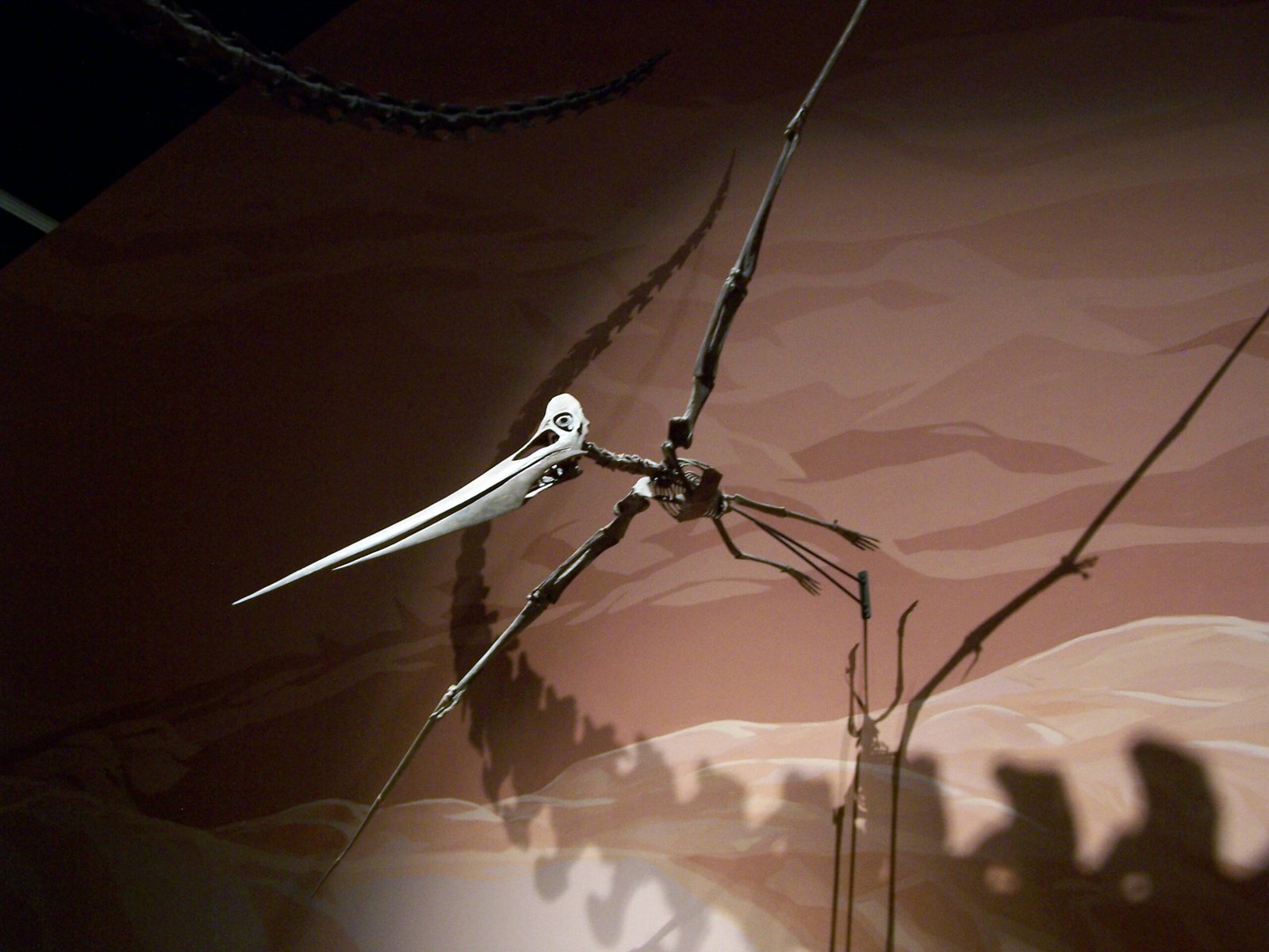 Pteranodon: The Toothless Terror of Ancient Skies (image credits: wikimedia)