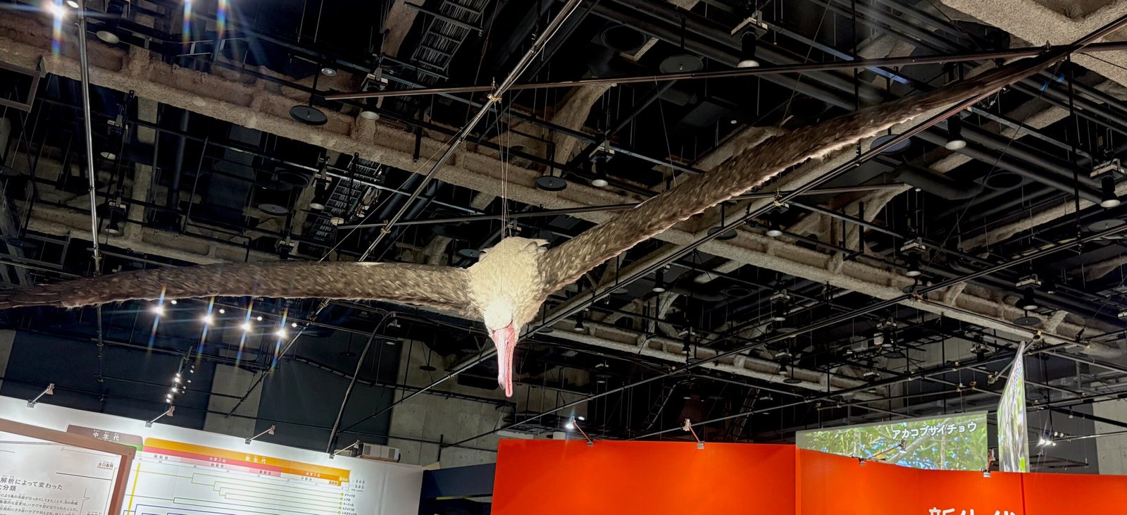 Pelagornis sandersi: The Ocean-Spanning Wanderer (image credits: By Kyu3a, CC BY-SA 4.0, https://commons.wikimedia.org/w/index.php?curid=162403922)